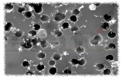 epigenetica